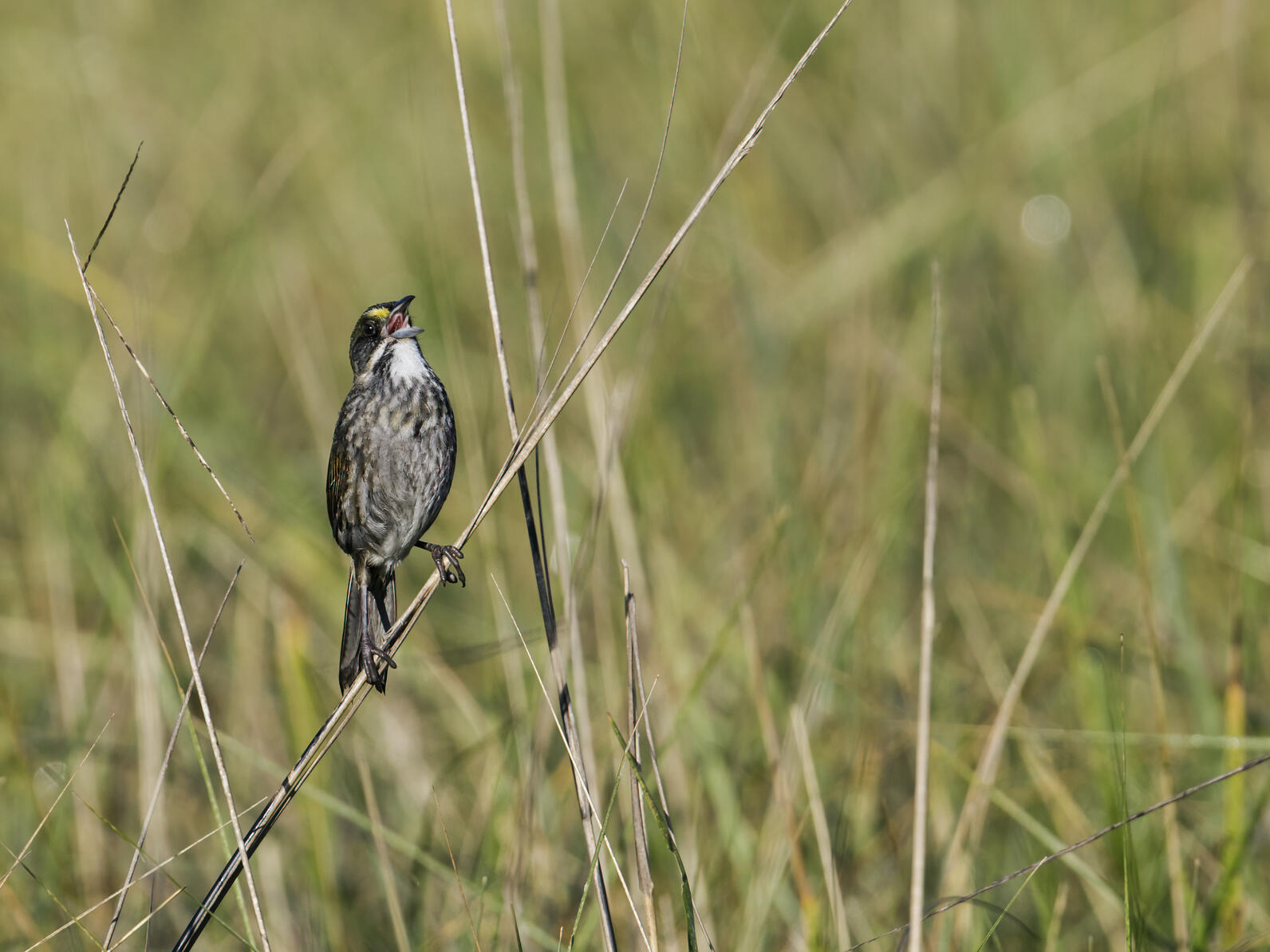 A Seaside Sparrow perches in a sea of marsh grasses, beak open as it sings.