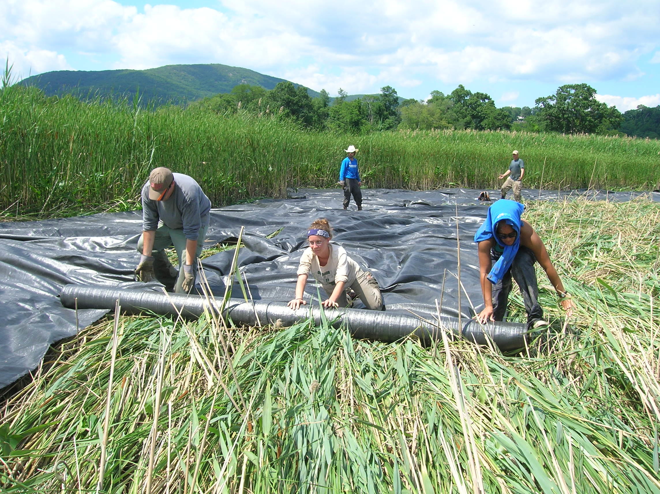 invasive-species-management-constitution-marsh-audubon-center-and