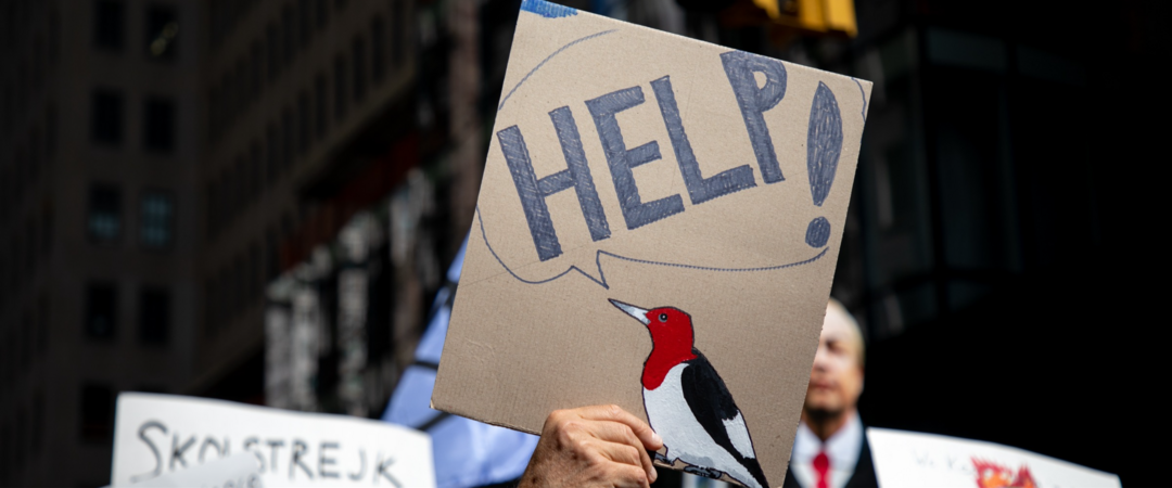 A hand holds up a sign made of cardboard. On the sign is a painting of a Red-headed Woodpecker. A speech bubble coming from the woodpecker's beak reads: Help!