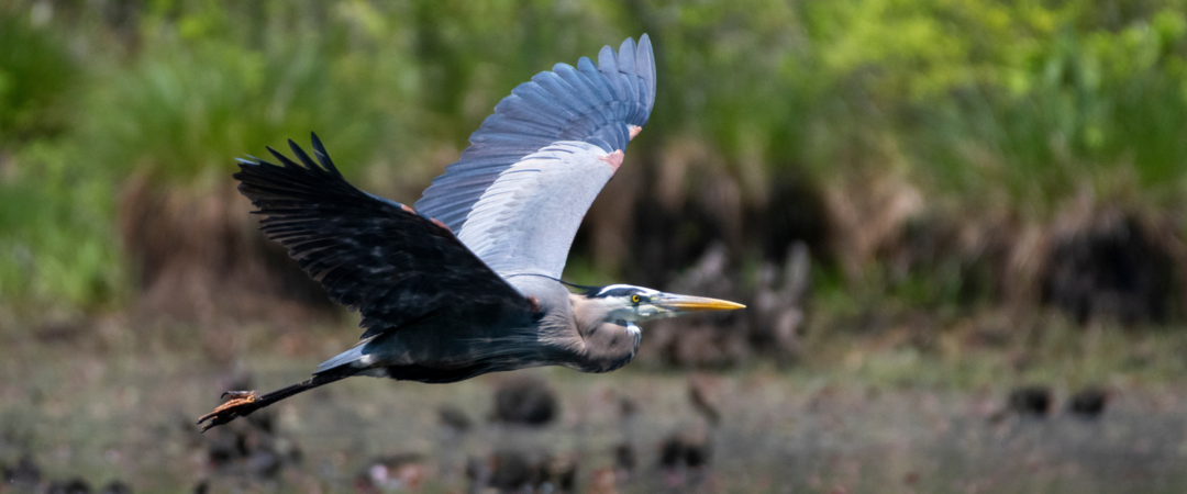 A Great Blue Heron in flight over a body of water.